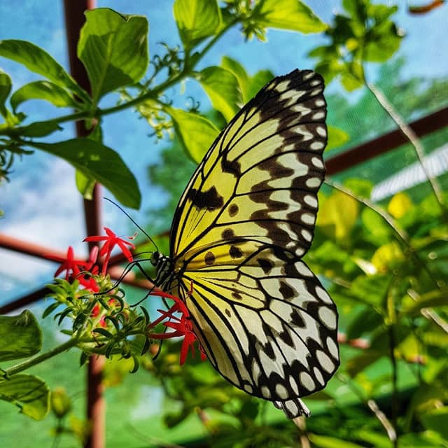 Butterfly Sanctuary - Image 1