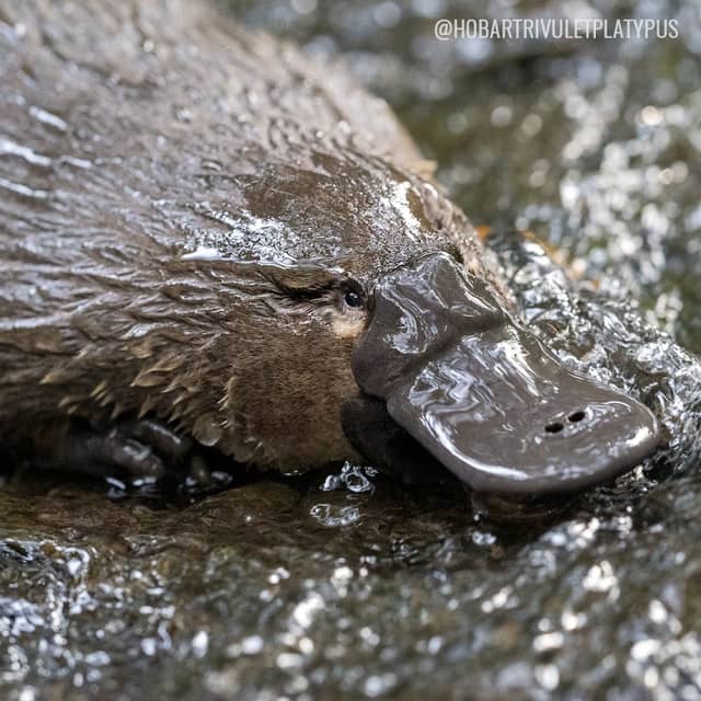 Hobart Rivulet Platypus Mural - Image 2