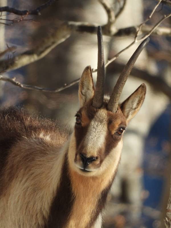 Riserva Naturale La Camosciara - Image 1