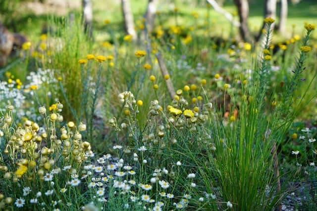 B Street Wildflower Garden - Image 2