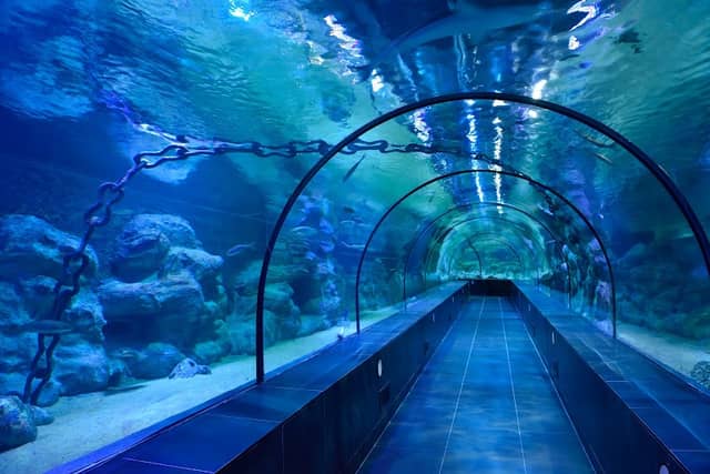 ViaSea Aquarium - Image 1