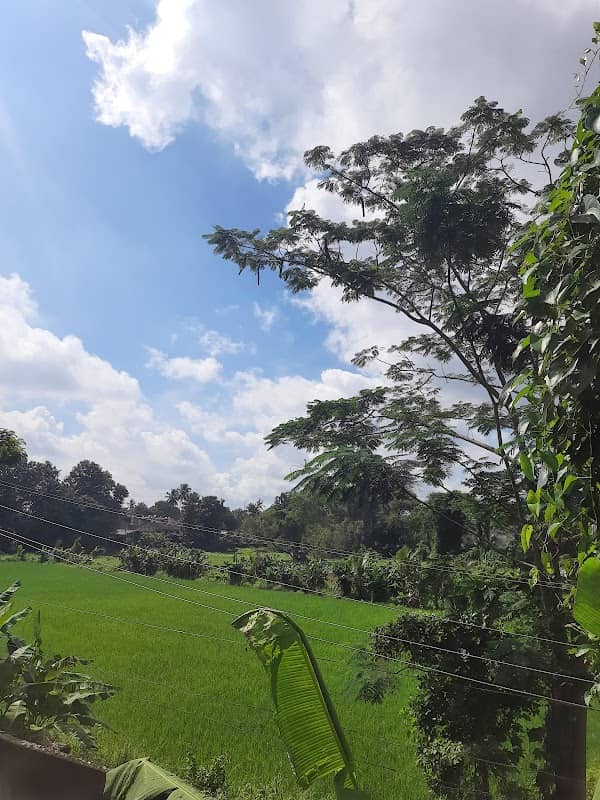 KAMCO Paddy Field - Image 1