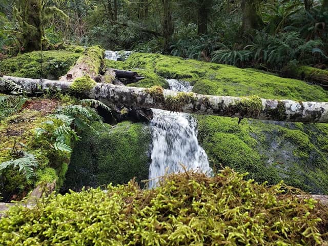 Matheson Lake Regional Park - Image 1