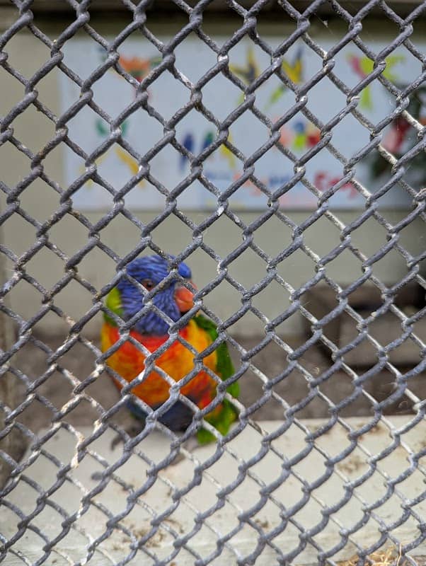 Naish Park Aviary - Image 1