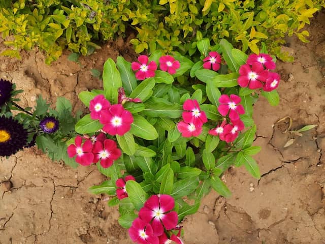 Butterfly Garden - Image 2