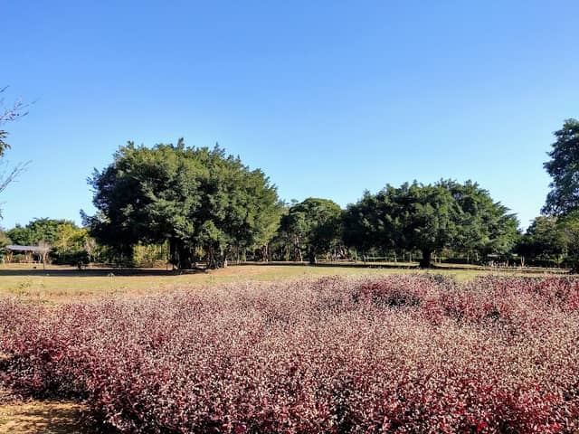Chiayi Metropolitan Forest Park - Image 1