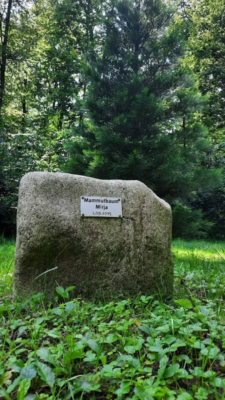 Mammutbaum Mirja - Image 1
