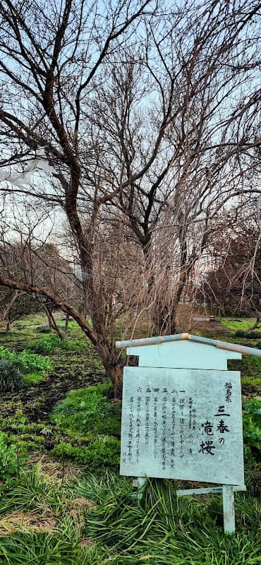 三春の滝桜(埼玉県さいたま市浦和区) - Image 1