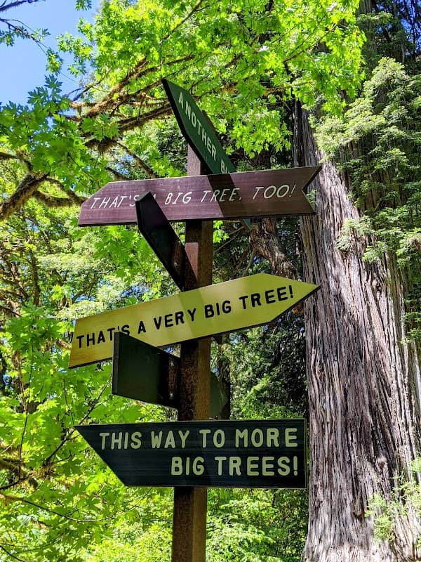 Big Tree Wayside - Image 3