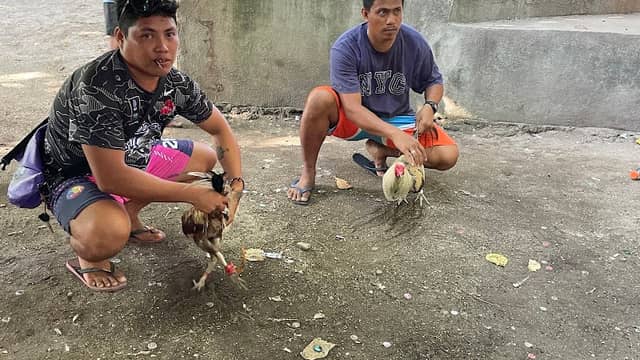 Malapascua Cockfighting Pit - Image 1