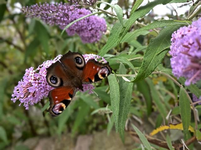 The Padiham Greenway - Image 1