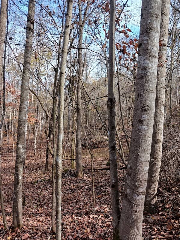 Falls Creek Loop Parking, Warrior’s Path State Park - Image 2