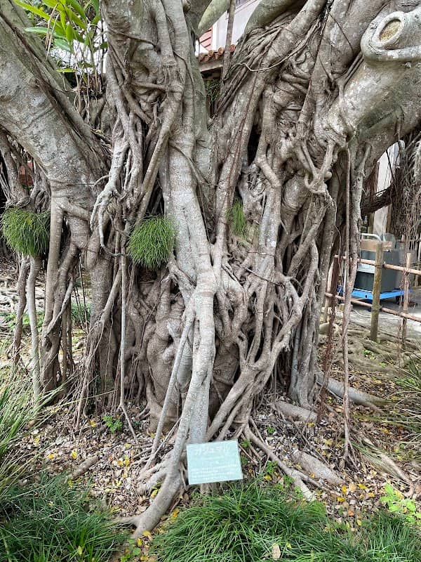 Ōnushi Gajumaru Banyan - Image 1