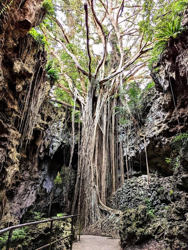 Ōnushi Gajumaru Banyan - Image 2