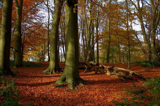 Piper's Hill & Dodderhill Common (Hanbury Woods) - Image 2