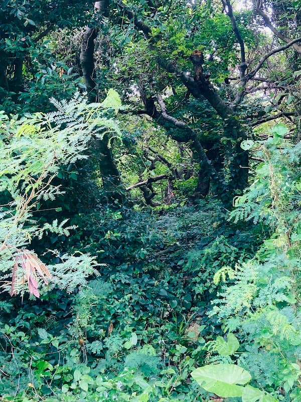 Kamiyama’s Place - Image 2