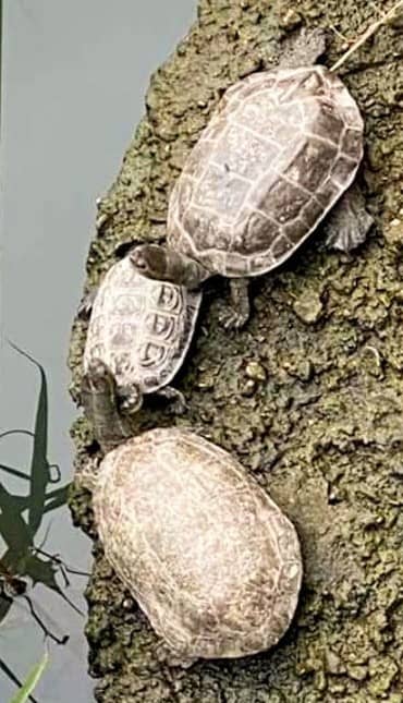 Schildkröte - Image 3