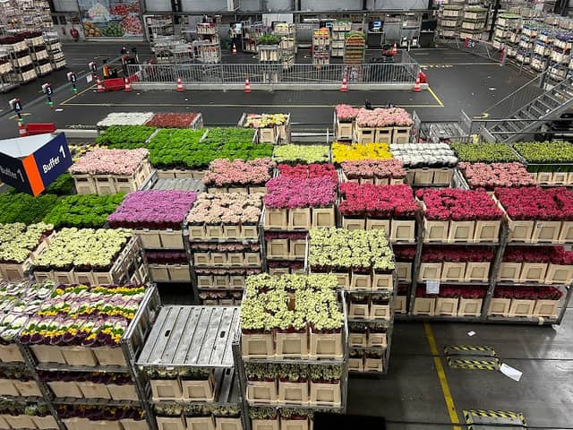Aalsmeer Flower Auction - Image 1