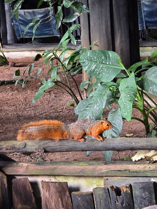 OldTown:,Squirrel🐿🐿Tourswalks🦶🏾🇰🇪⚓ - Image 1