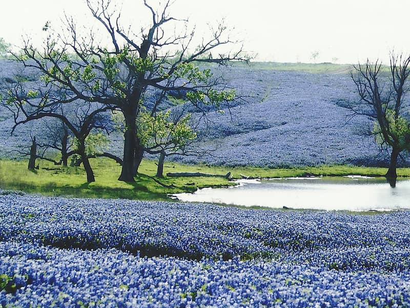Ennis Bluebonnet Trails (an April driving route) - Image 2