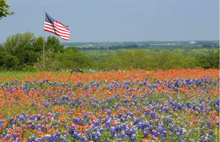 Ennis Bluebonnet Trails (an April driving route) - Image 1