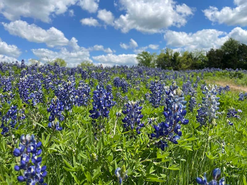 Ennis Bluebonnet Trails (an April driving route) - Image 3