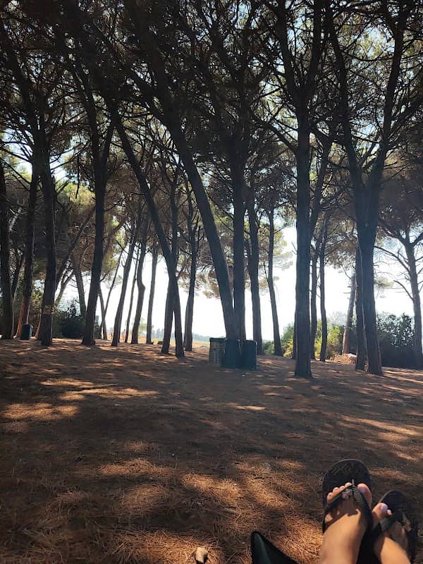 Pineta con divieto d'accesso - Image 1