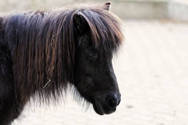 Shetland Ponys - Image 1