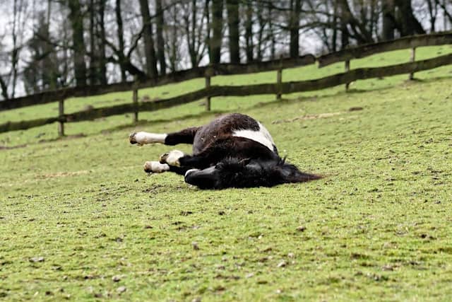 Shetland Ponys - Image 2