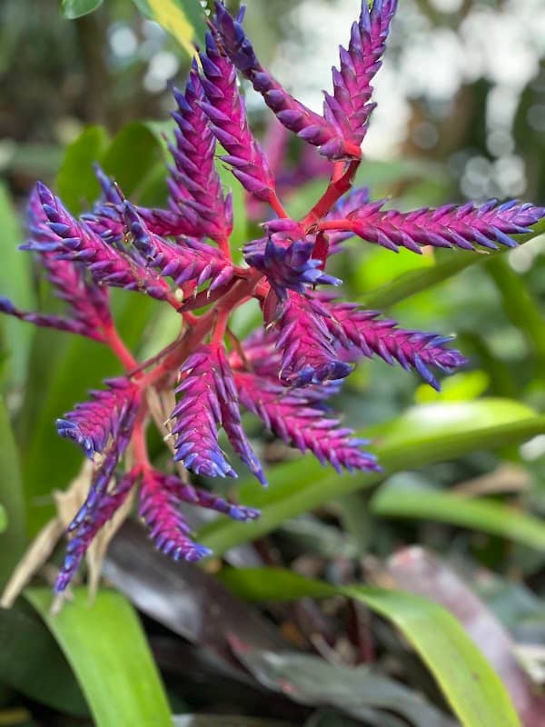 Discovery Gardens - Image 2