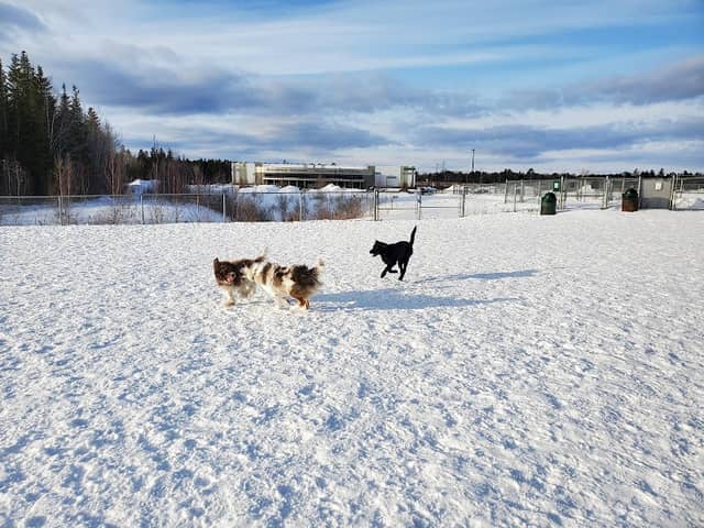 Knowledge Park Dog Park - Image 1