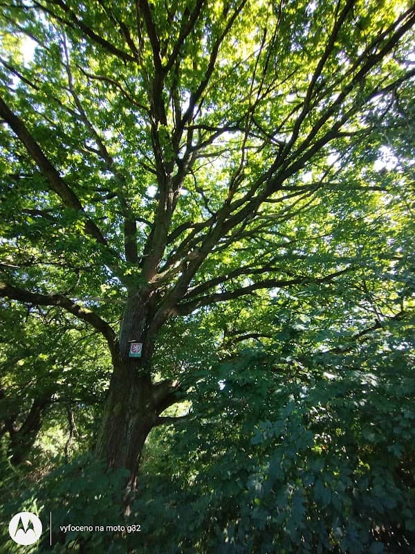 Památný strom - Image 1