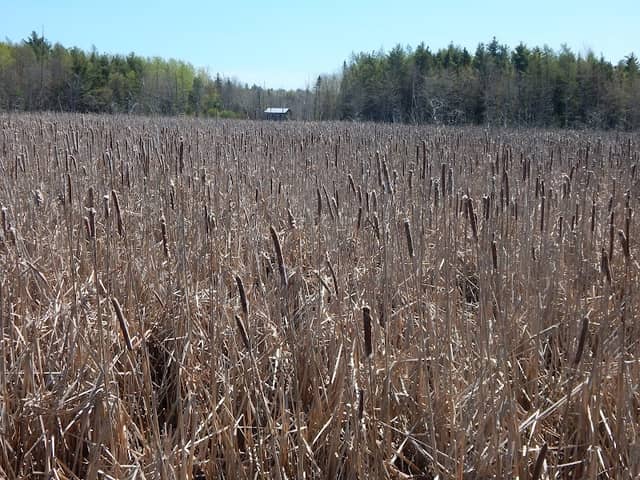Gateway Wetlands and Conservation Area - Image 3