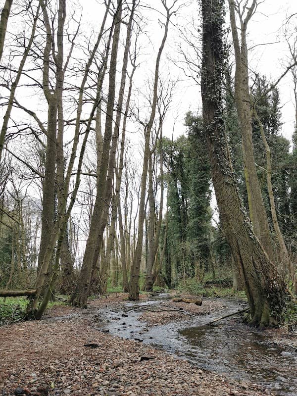 Holly Wood Nature Reserve - Image 2