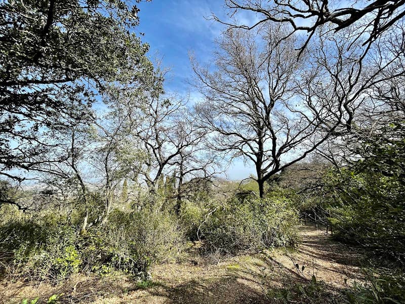 Bañizuela Forest - Image 1