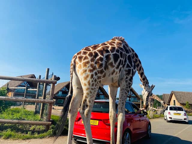 West Midlands Safari Park - Image 2