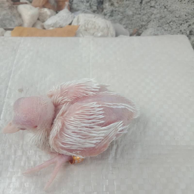 AIFH Bird Farm - Image 1