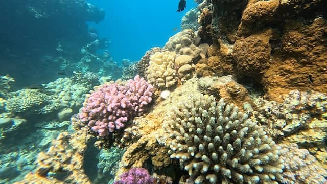 snorkelling place - Image 3