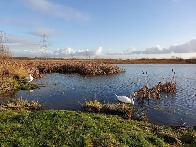 RSPB Black Devon Wetlands - Image 2