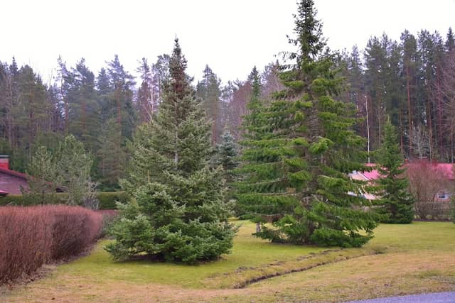 Siikinmäenpuisto - Image 1