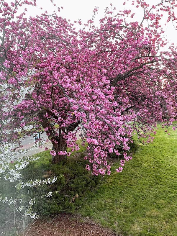 Scenic pink perfection - Image 3