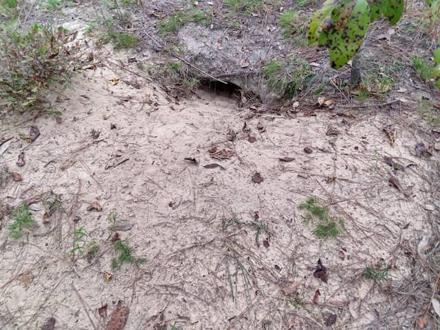 Canoochee Sandhills WMA - Image 1