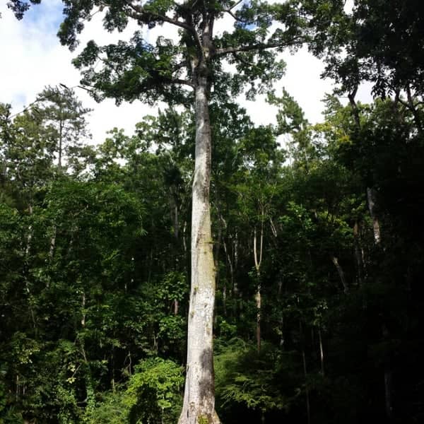 Montravail Forest - Image 1