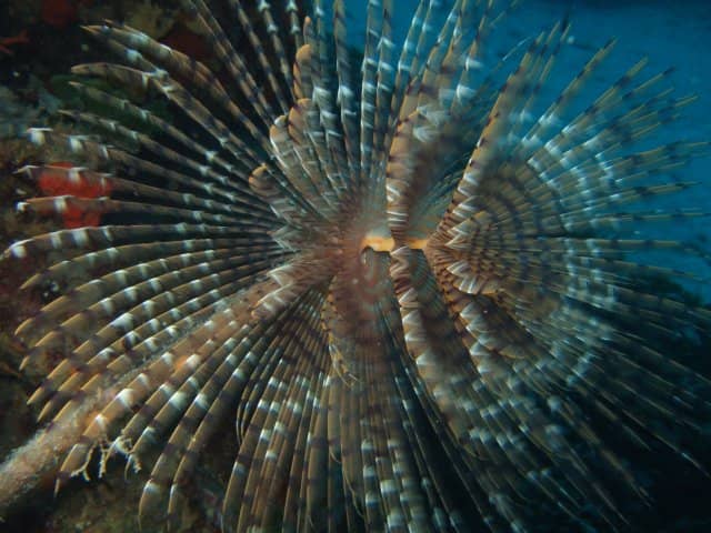 Immersione - Bosco degli spirografi - Image 1