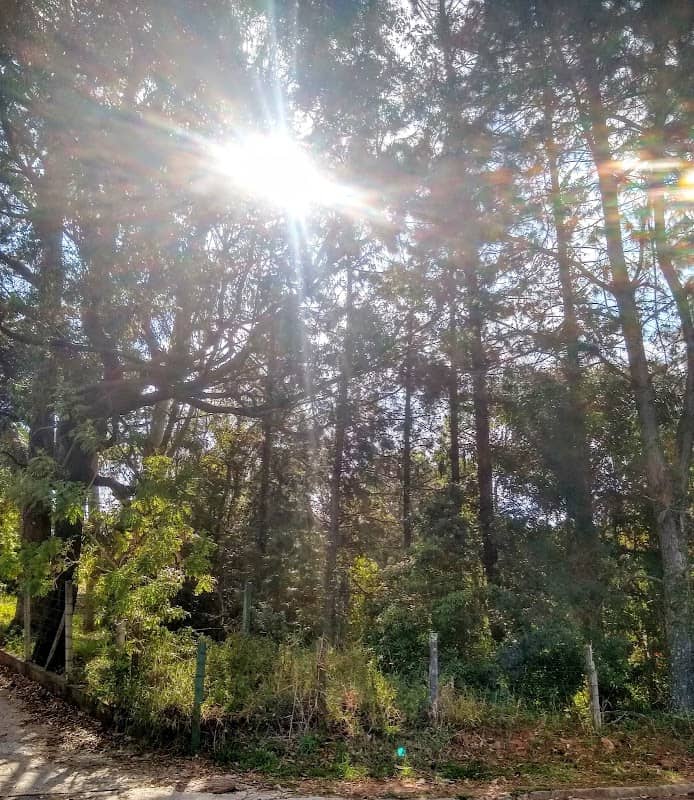 Floresta Greenwood - Image 1