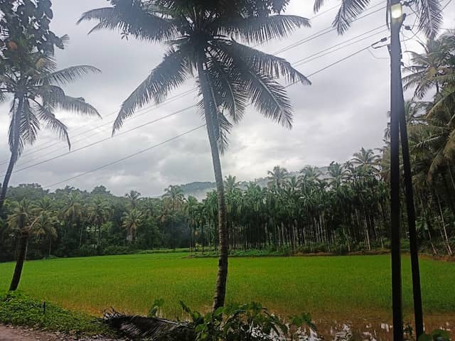 Pilathadka Paddy Field - Image 1