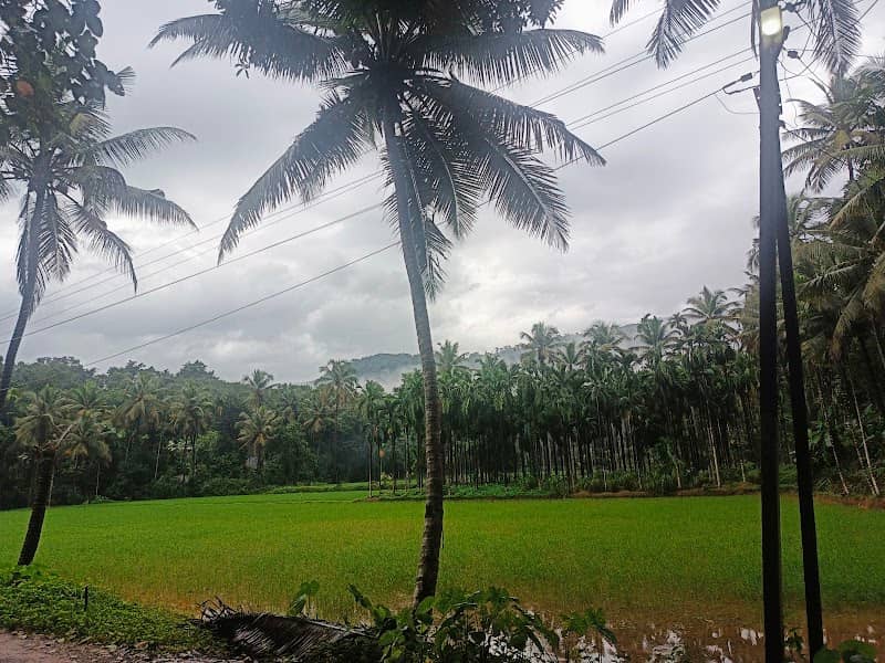 Pilathadka Paddy Field - Image 1