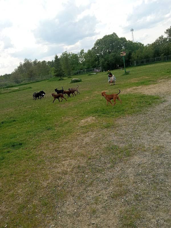 Dog Park - Image 1