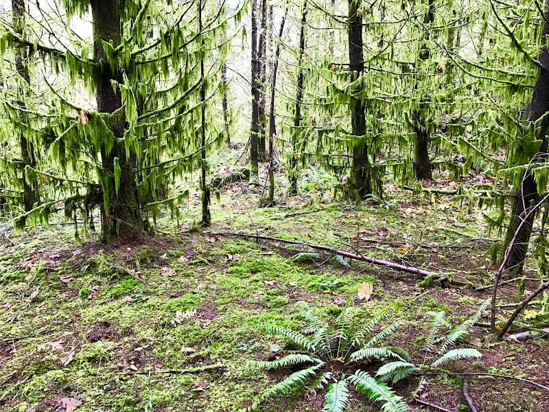 Sidesaddle Trail - Image 1