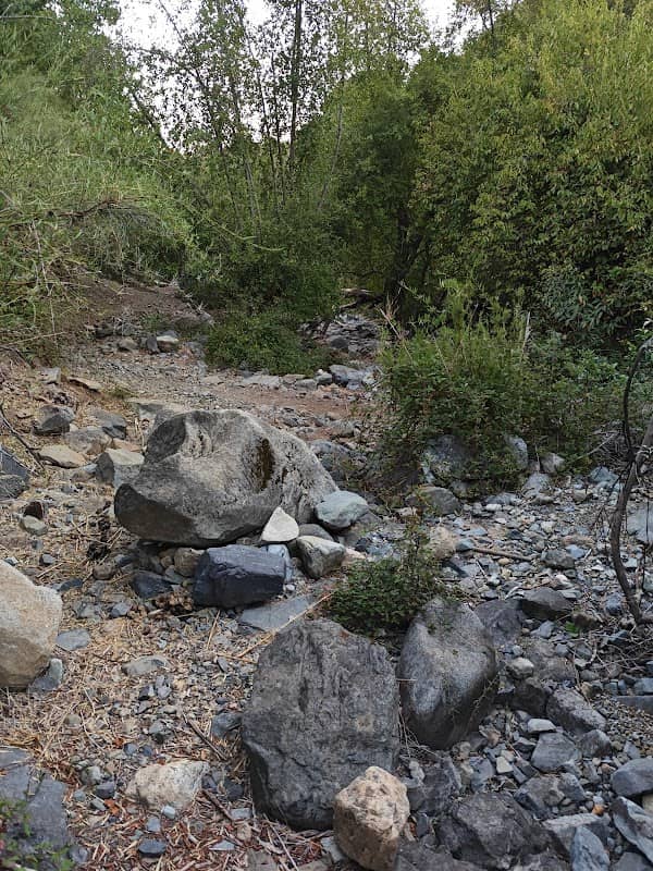 Patagua - Image 1
